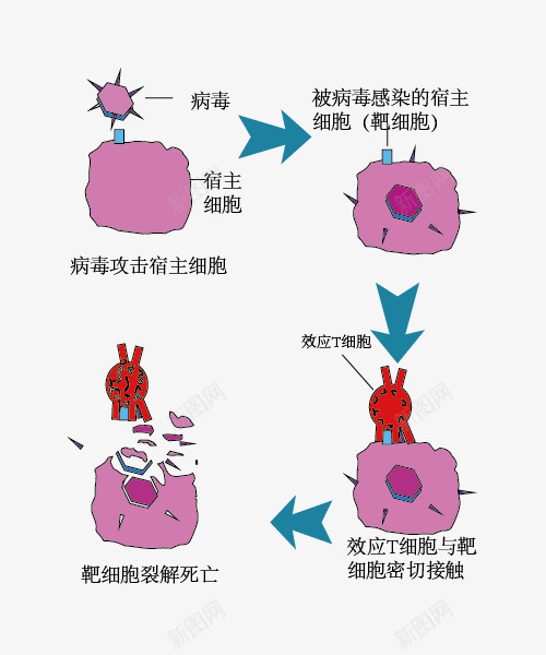 细胞免疫示意图png免抠素材_88icon https://88icon.com 生物教学 示意图 细胞免疫 结构图