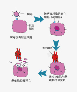 细胞免疫示意图素材