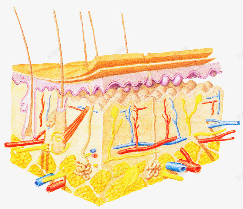 生物医学插图png免抠素材_88icon https://88icon.com 毛发 毛细血管 皮肤结构 皮脂