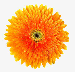 橙黄色有观赏性盛开的一朵大花实素材