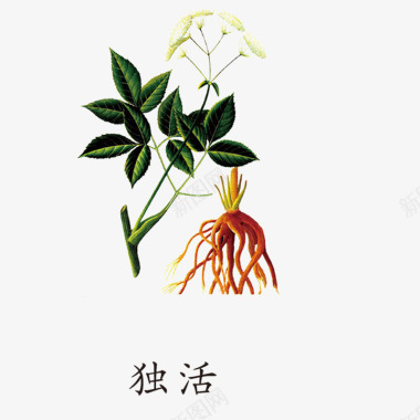 中国风草药药材独活图标图标