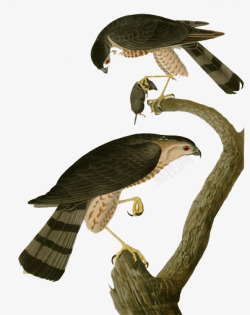 手绘复古花鸟图案素材