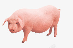 粉色宠物猪正面素材