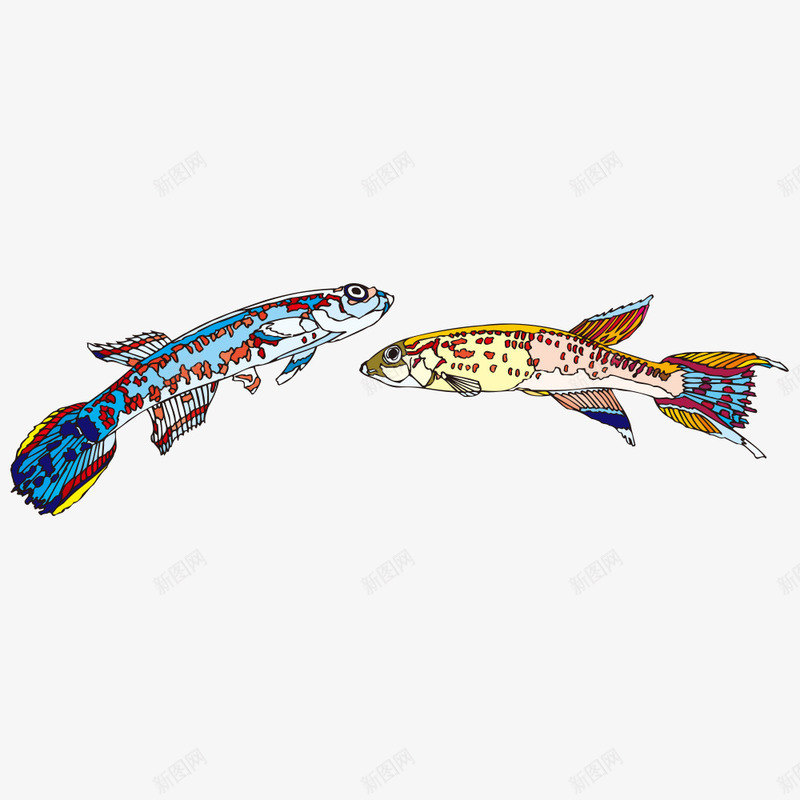 孔雀鱼png免抠素材_88icon https://88icon.com 孔雀鱼 小鱼 生物 鱼儿 鱼类