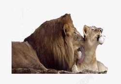 肉食性老虎与狮子高清图片