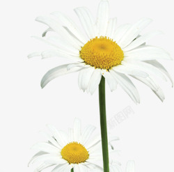 白色盛开淡雅唯美花朵素材