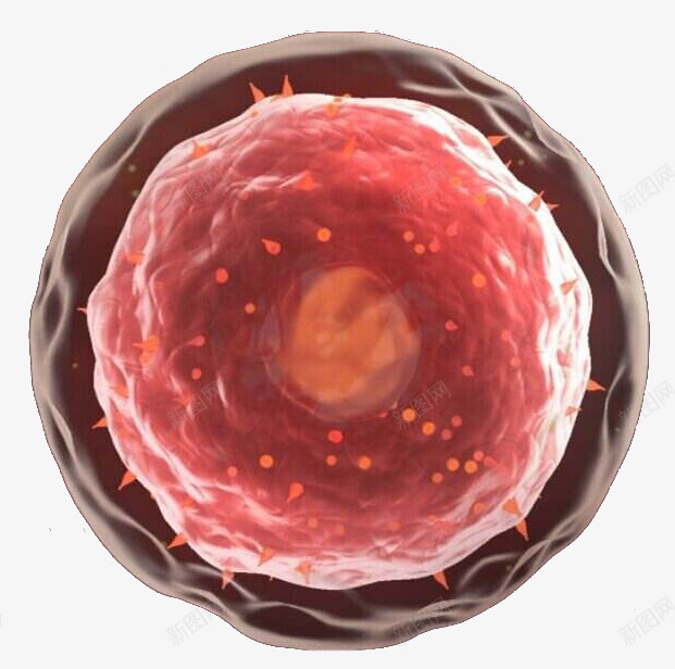 红色医学细胞图形png免抠素材_88icon https://88icon.com 医学 医学细胞 生物 研究 科学 红色 细胞