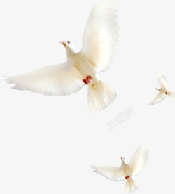 飞舞的白鸽白色飞舞白鸽造型高清图片
