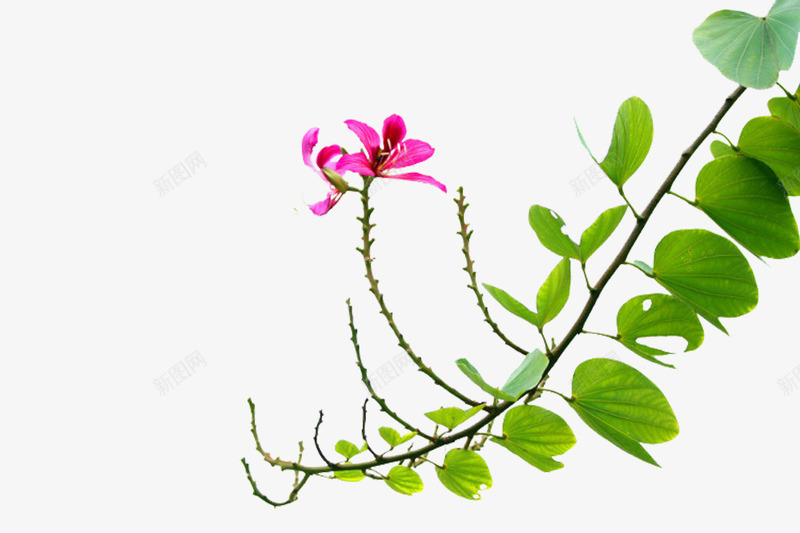 绿叶上的紫荆png免抠素材_88icon https://88icon.com 叶子 宫粉紫荆 树叶 清新 紫荆花 绿叶 花朵 食物 鲜花