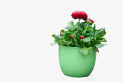绿盆红花绿植高清图片