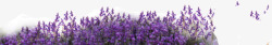 紫色花海紫色花海高清图片