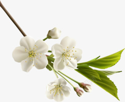纯洁装饰白色花瓣元素高清图片