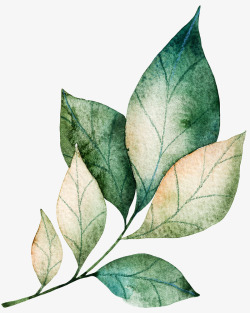 芭蕉树叶水彩手绘植物装饰图案高清图片