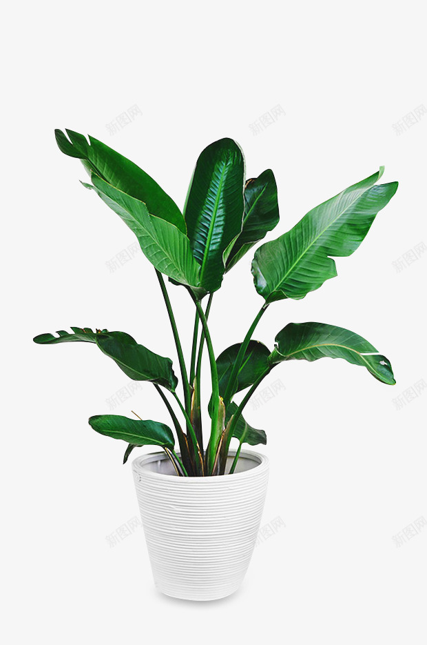 一盆生机勃勃的绿色植物png免抠素材_88icon https://88icon.com 元素 春天 植物 绿色