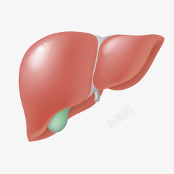 人体肝脏卡通插画素材