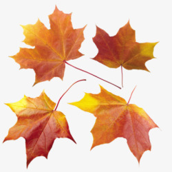 飘飞的叶子秋季凋零的树叶高清图片