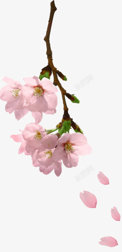 桃花树枝粉色桃花枝头飘落高清图片