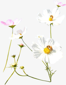 白粉色清新春季植物小花素材