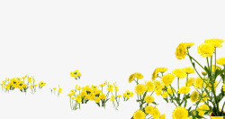 春季黄色野外小花素材
