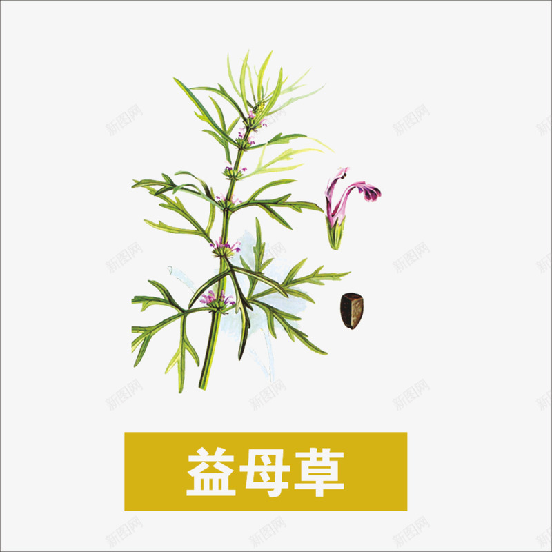 草药png免抠素材_88icon https://88icon.com 中药 本草纲目 益母草 药材