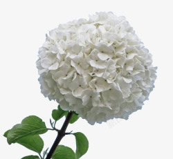 庭院花卉一枝白色木绣球花高清图片