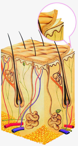 汗腺皮肤层细胞高清图片