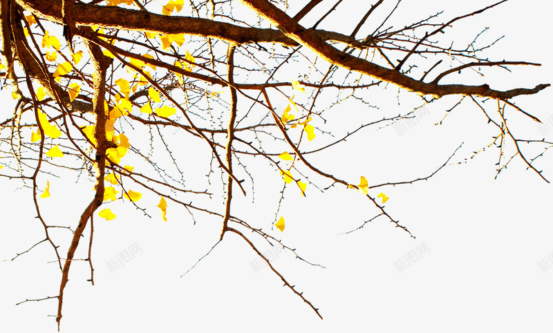 金色的银杏树png免抠素材_88icon https://88icon.com tree 冬天 树枝 银杏树