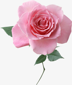 一朵粉色的玫瑰花素材
