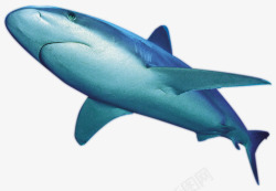 蓝鲸鲸鱼遨游动物素材