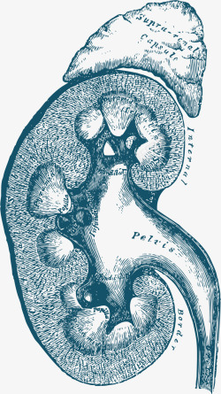 肾部肾部结构矢量图高清图片