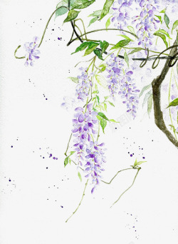 紫色红梅树枝手绘紫藤花高清图片
