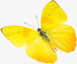 春季黄色纹理蝴蝶装饰素材