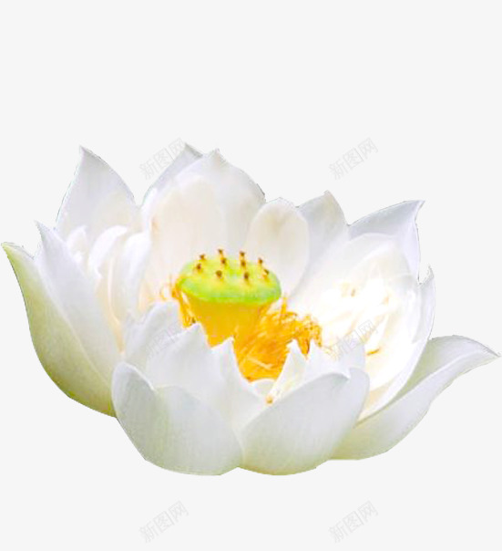 单独的白色睡莲png免抠素材_88icon https://88icon.com 单个 白色 睡莲 黄色