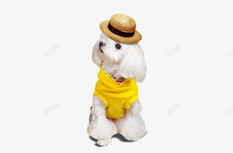 戴帽子的贵宾png免抠素材_88icon https://88icon.com 狗狗衣服 狗衣服 穿着衣服的狗 穿衣服的小狗
