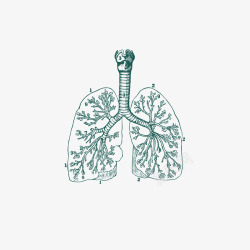 精致手绘肺部器官血管素材