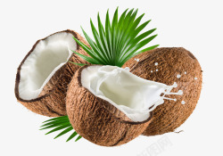 鍙跺瓙缇庡厓椰子高清图片
