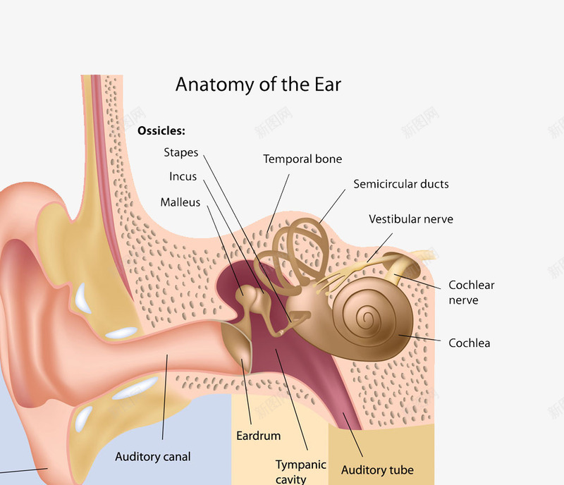 耳朵png免抠素材_88icon https://88icon.com 人体器官 人体组织 喉 耳 耳朵 耳鼻喉 高清免扣 鼻