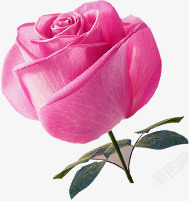 粉色淡雅玫瑰花朵素材