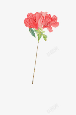 手绘水彩插画母亲节花朵粉色康乃素材