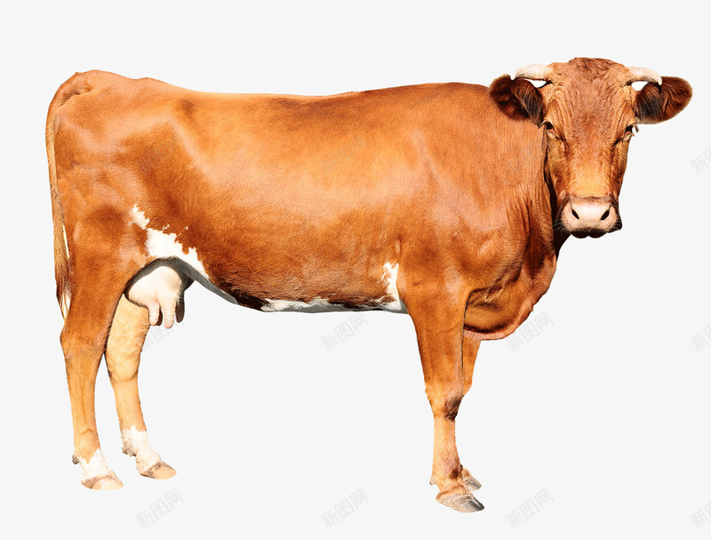 草原上的牛png免抠素材_88icon https://88icon.com 动物 奶牛 牛 生物