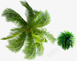 被东风吹动的椰子树素材