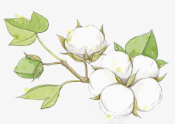 棉花图案农作物棉花树叶枝子高清图片