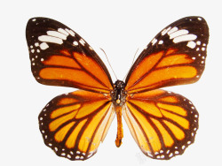 虎斑蝶标本素材