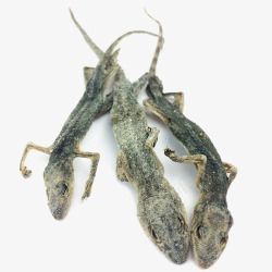 中医药才壁虎素材