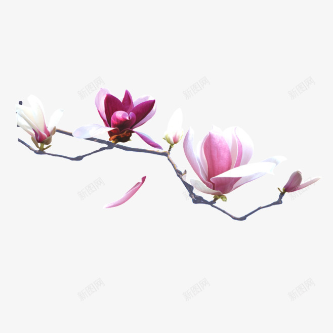 古风紫荆花png免抠素材_88icon https://88icon.com 宫粉紫荆 树梢 植物 花朵