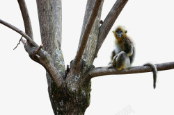 树木动物园金丝猴小动物高清图片