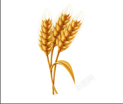 小麦成熟小麦丰收矢量图素材