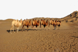 吐鲁番沙漠吐鲁番骆驼高清图片
