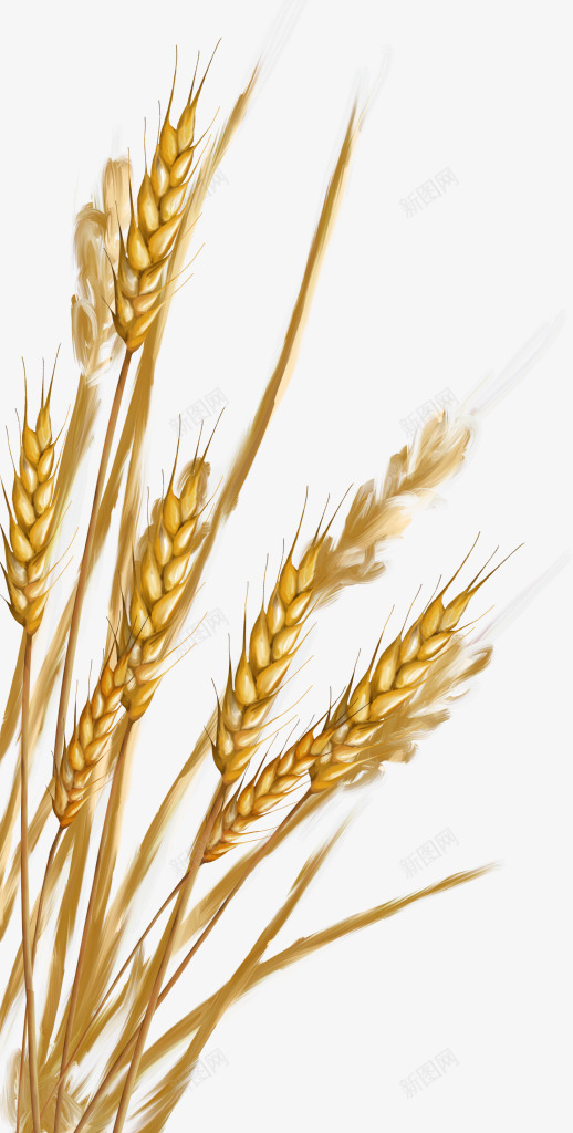 农作物实物png免抠素材_88icon https://88icon.com 丰收 农作物 成熟麦子 稻穗 稻米 金色麦子 金色麦穗 黃色稻穗