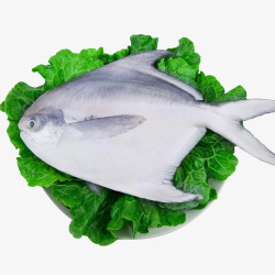 东海鲜活鲳鱼素材